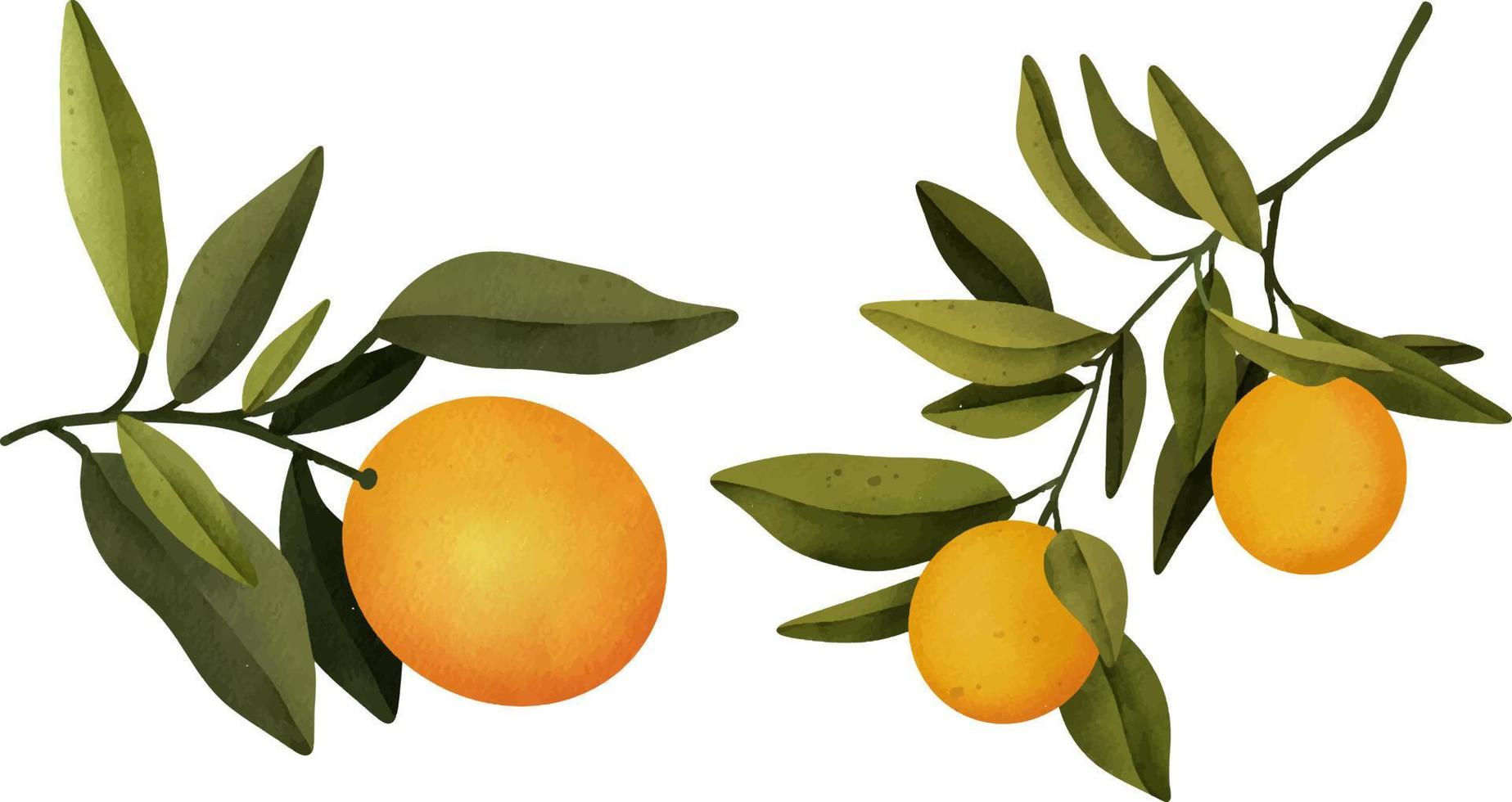 ramas de naranjo acuarela dibujadas a mano y naranja, ilustración aislada en un fondo blanco vector