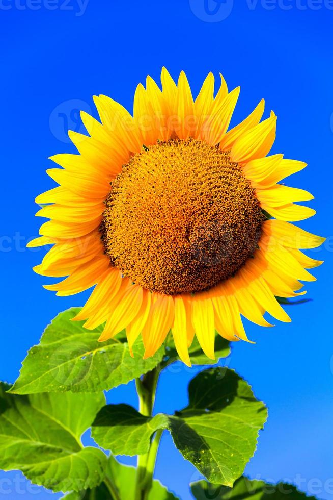 Big sunflower against bright blue sky photo