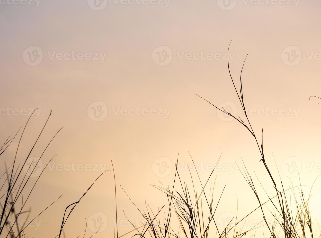 Dried blade of grass in the evening light photo