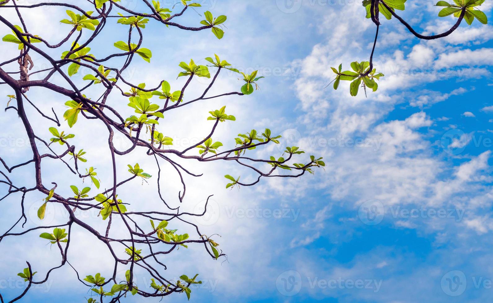 View up to the sky under the tree photo