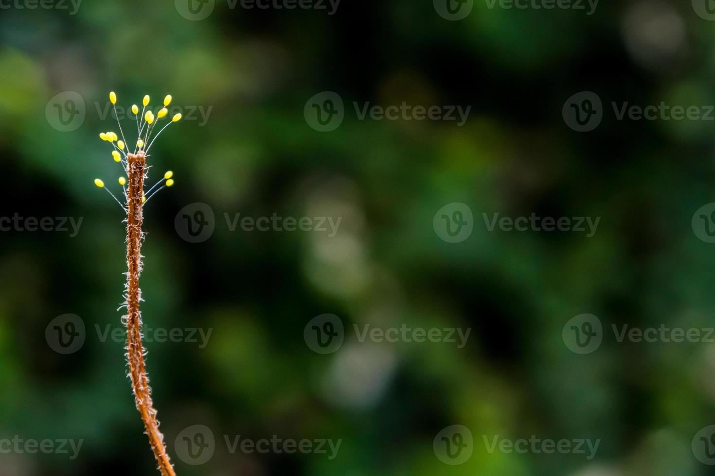 Sporophyte of fungus at the end of dried weed photo
