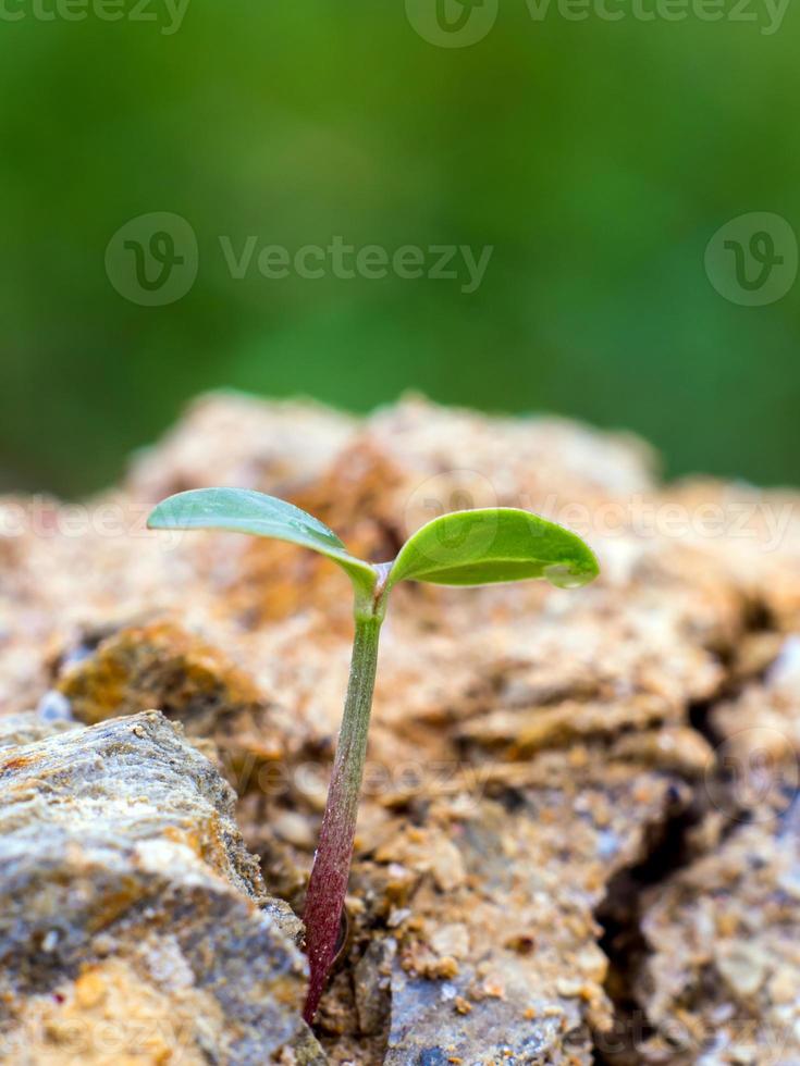 Young seeding sprout up rocky mountain soil photo