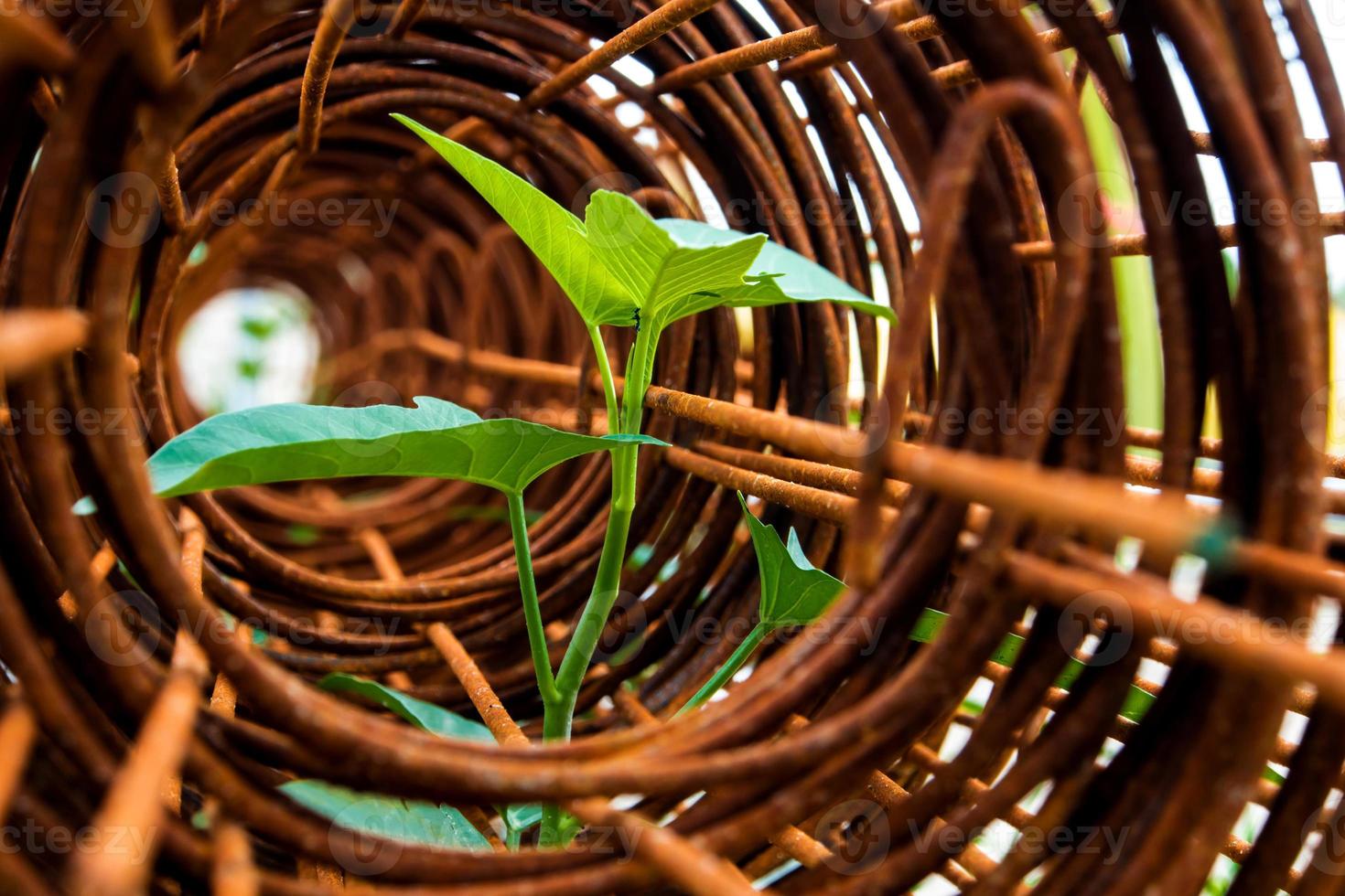 Leaf of morning glory insert in roll of rusty steel wire mesh photo