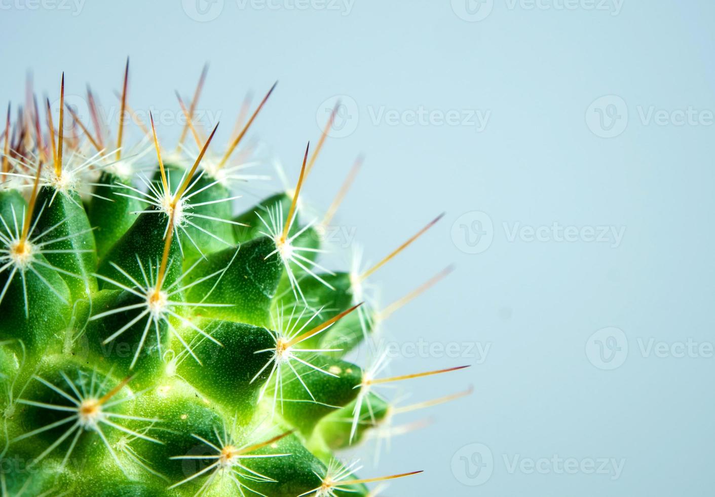 Mammillaria Cactus isolated on color background photo