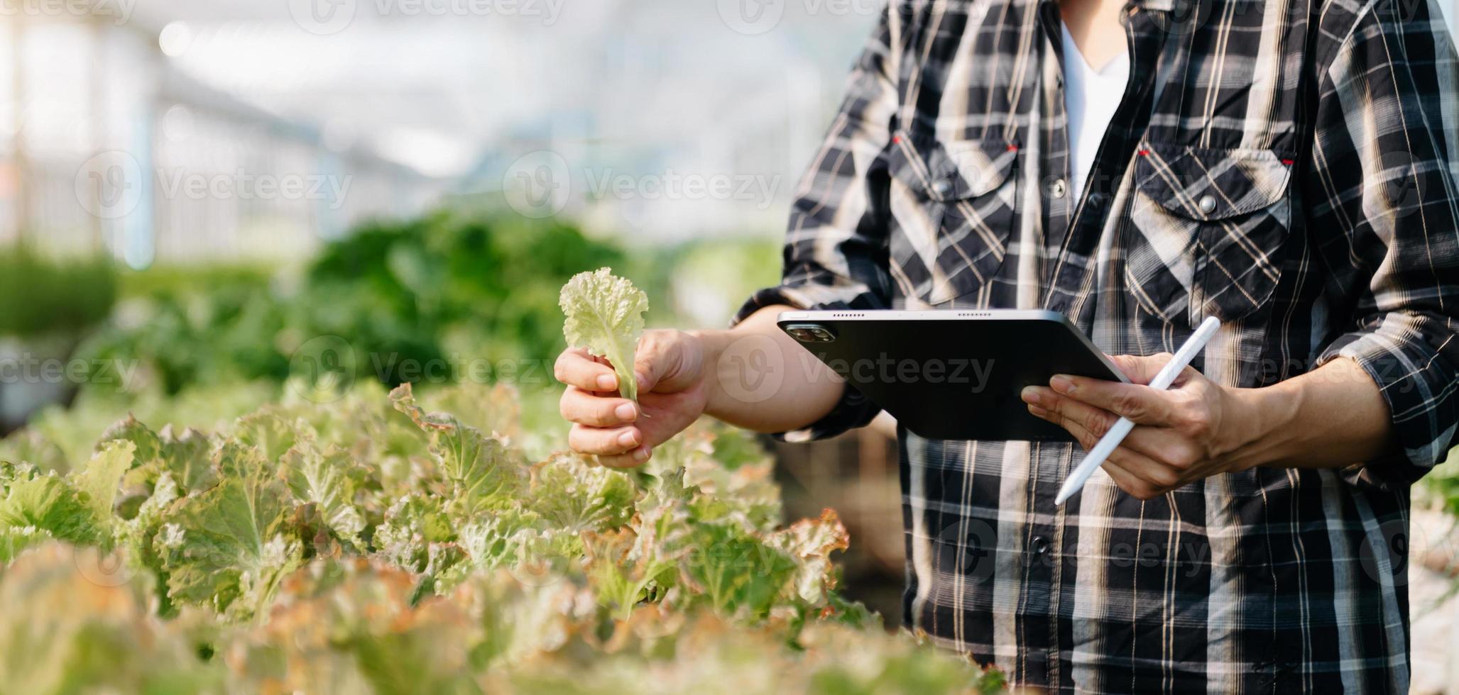 Cerca de una mujer manos jardinería lechuga en la granja foto