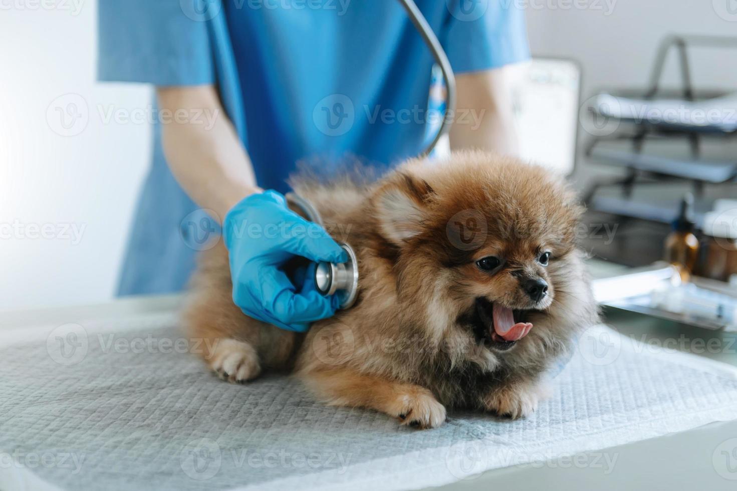 veterinario masculino en ropa de trabajo escuchando el aliento de un perro pequeño con fonendoscopio. foto