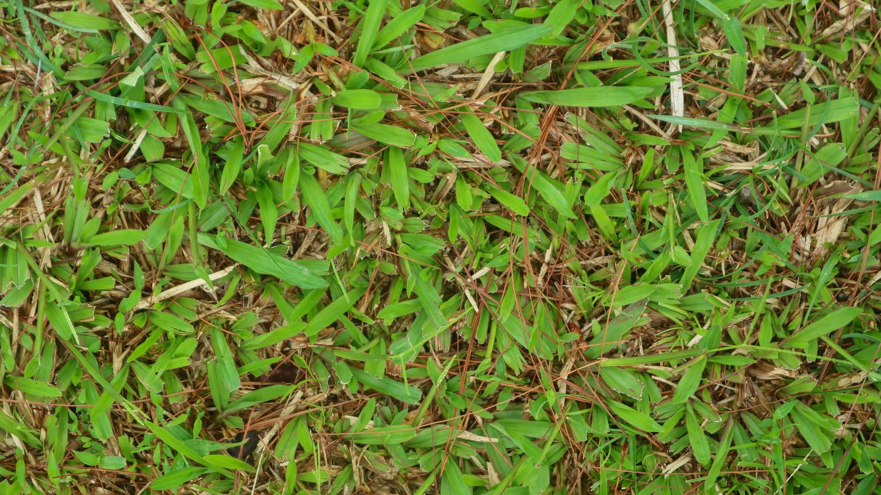 green grass texture for background photo