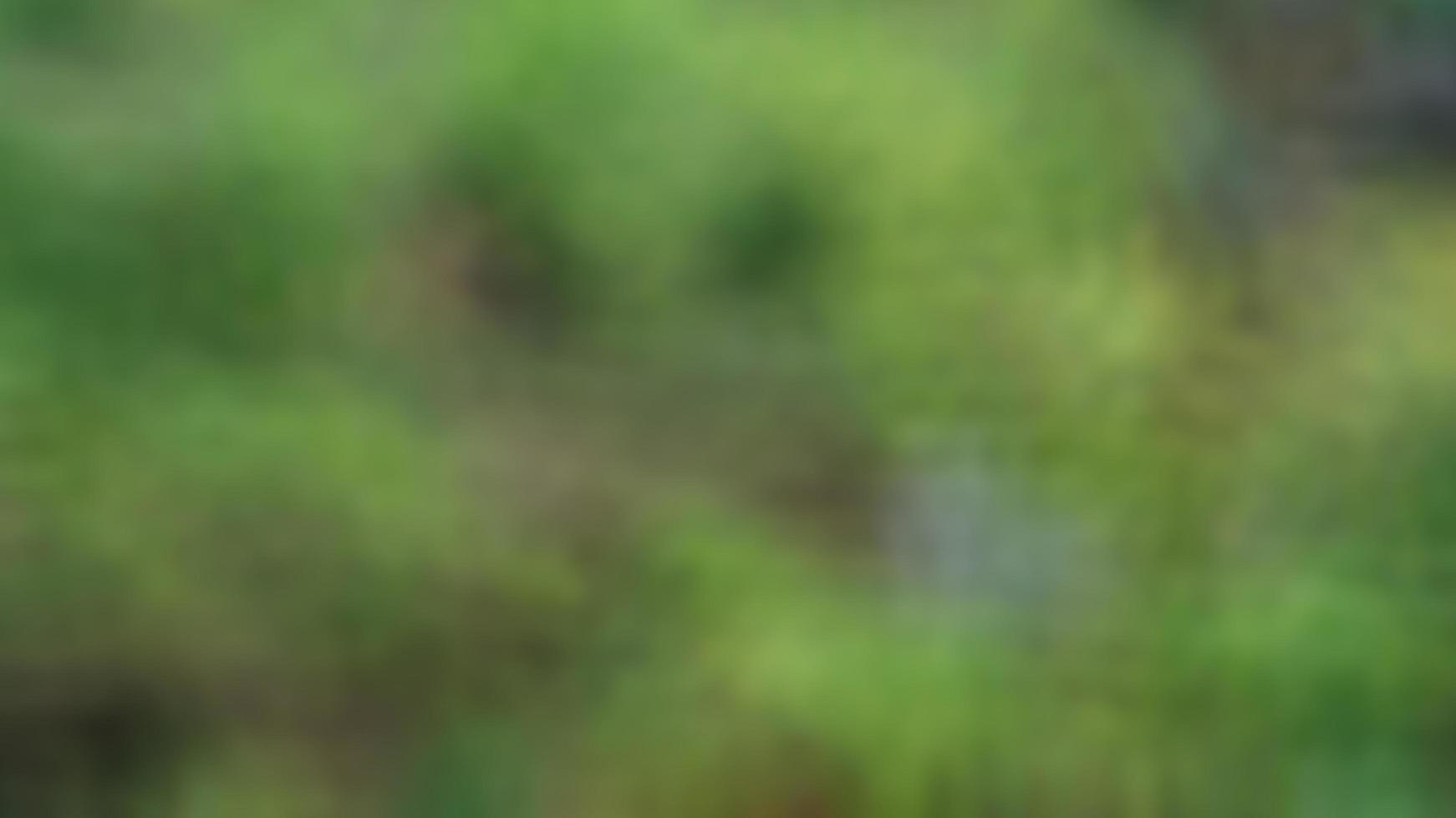 an adorable dog on a farm photo