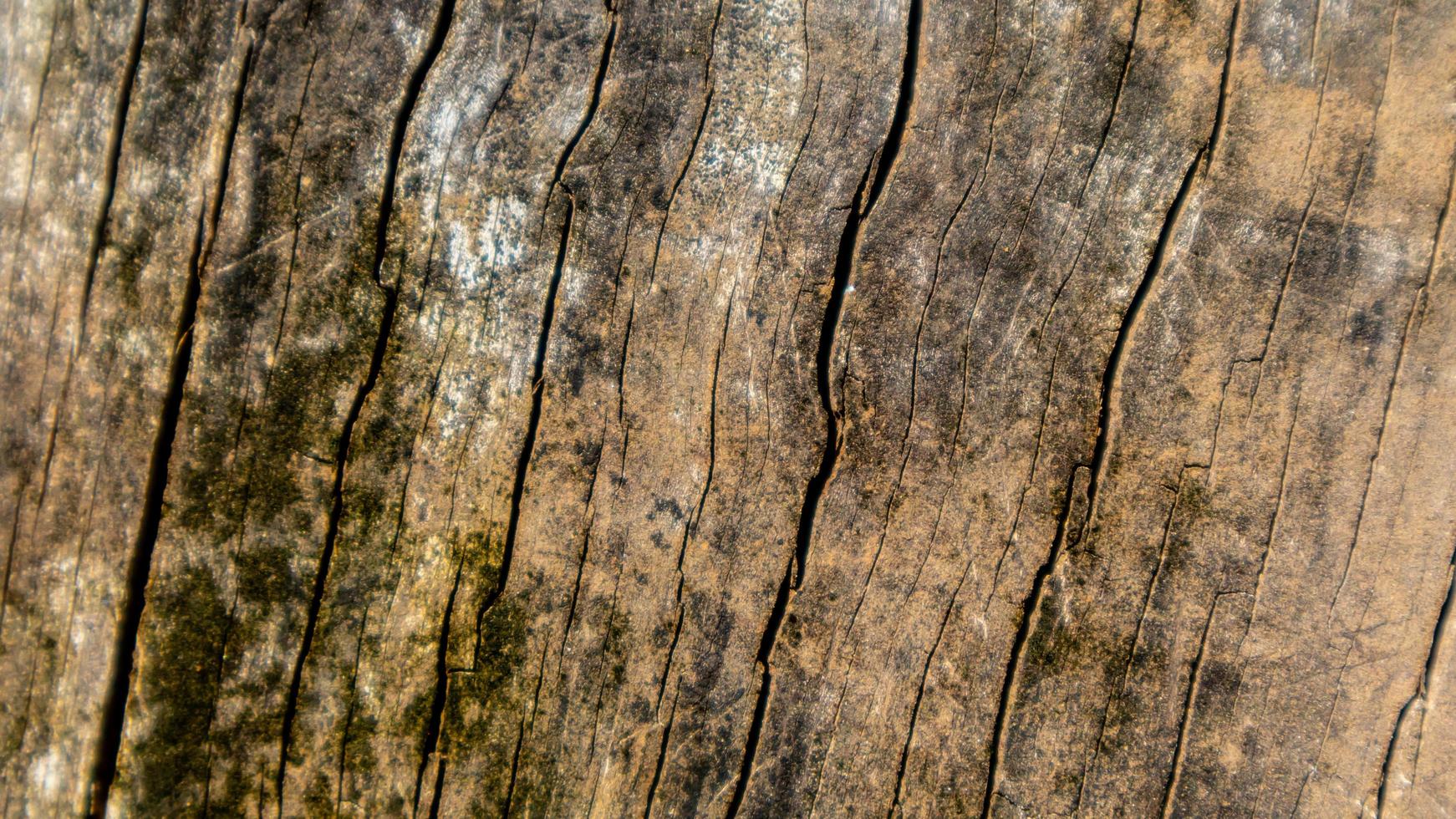 old wood texture as a background photo