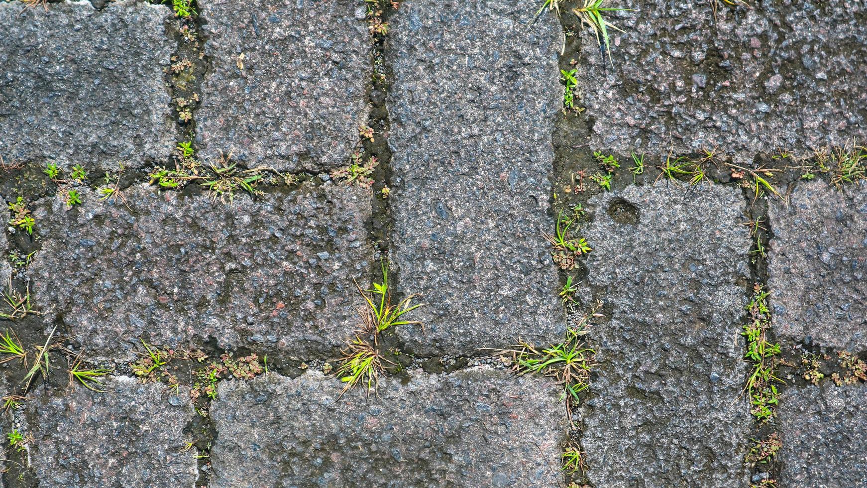paving block texture with weeds in the gaps as background photo