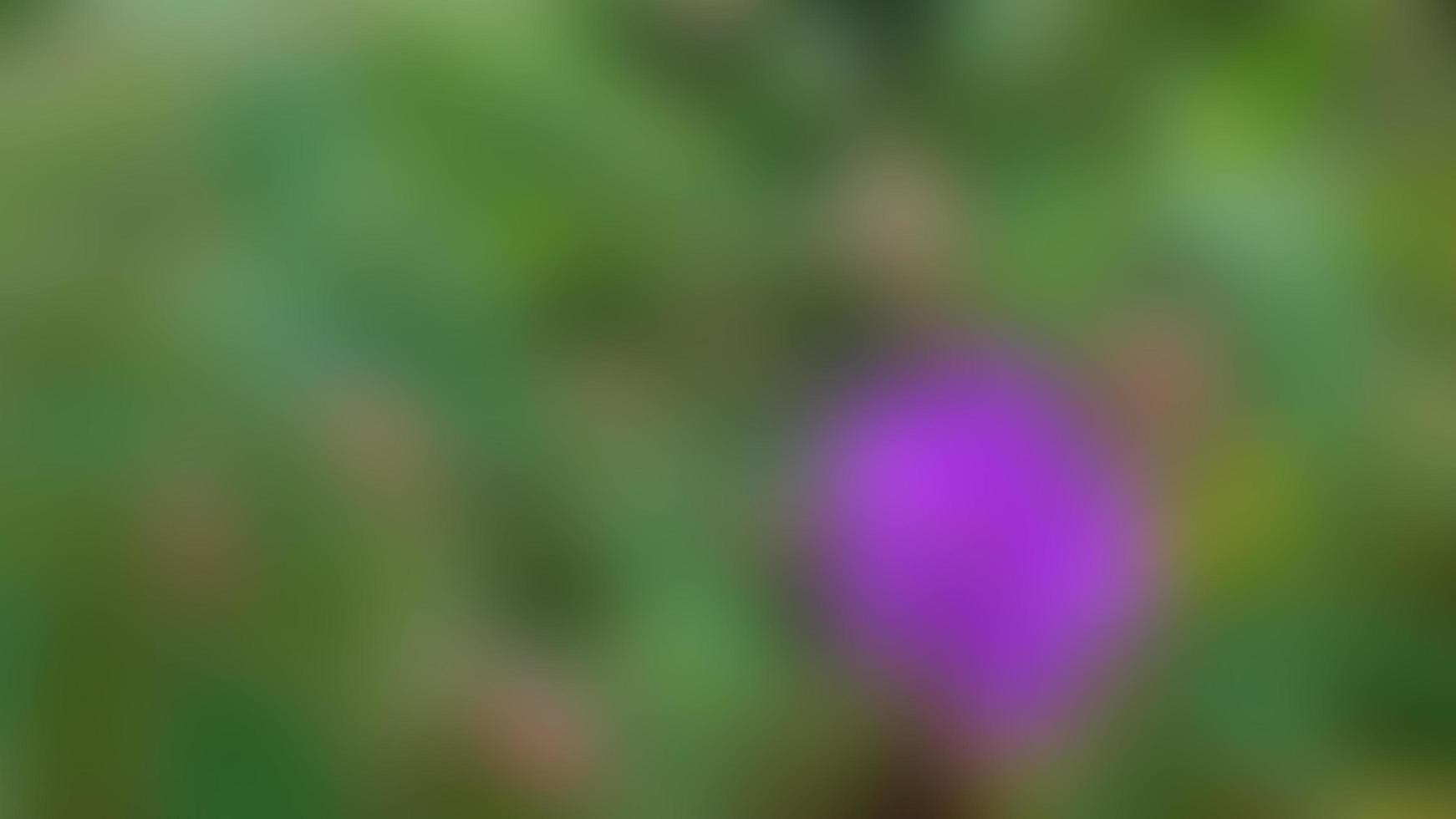 beautiful purple Pleroma urvilleana flowers as a background photo