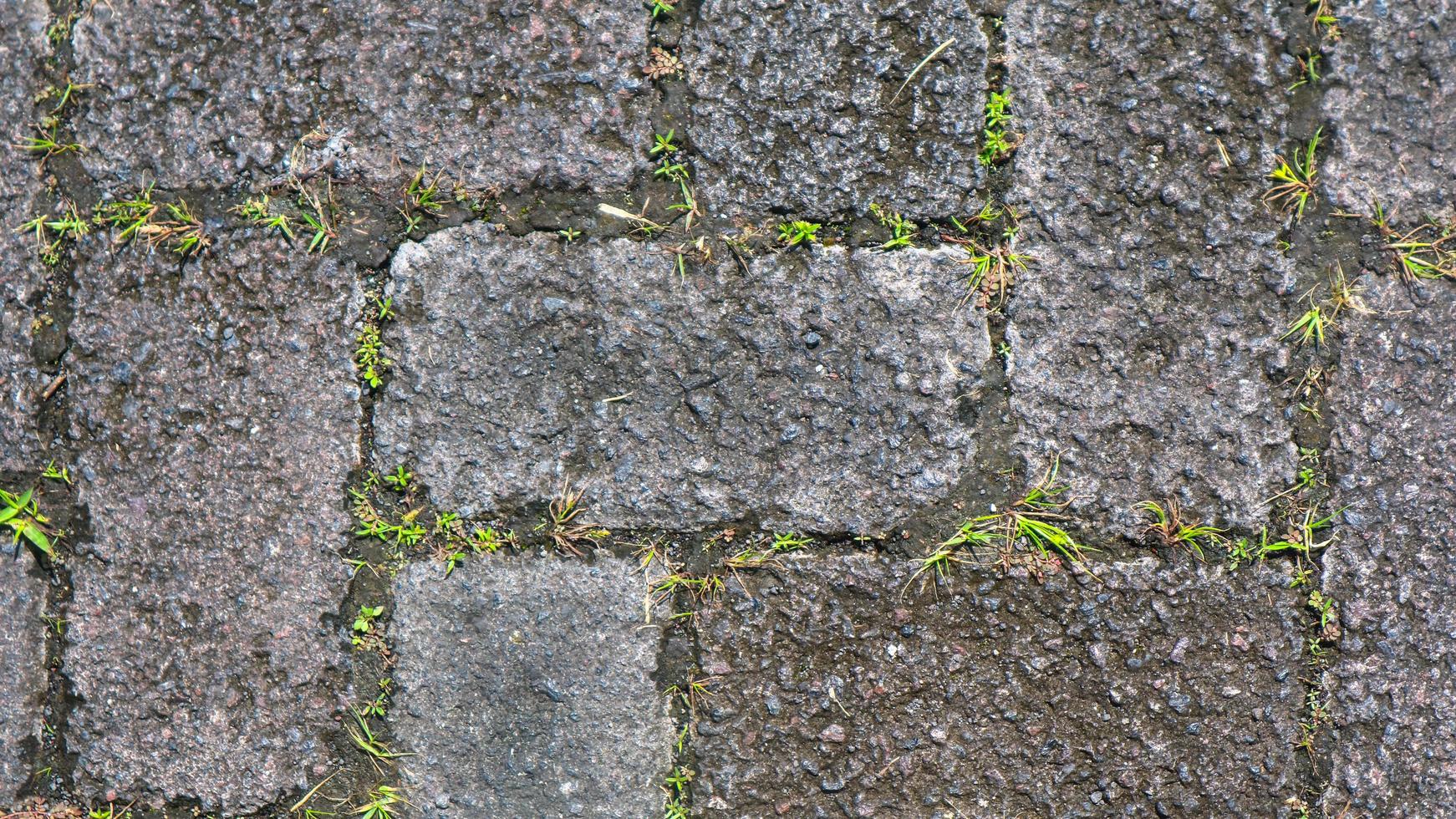 paving block texture with weeds in the gaps as background photo