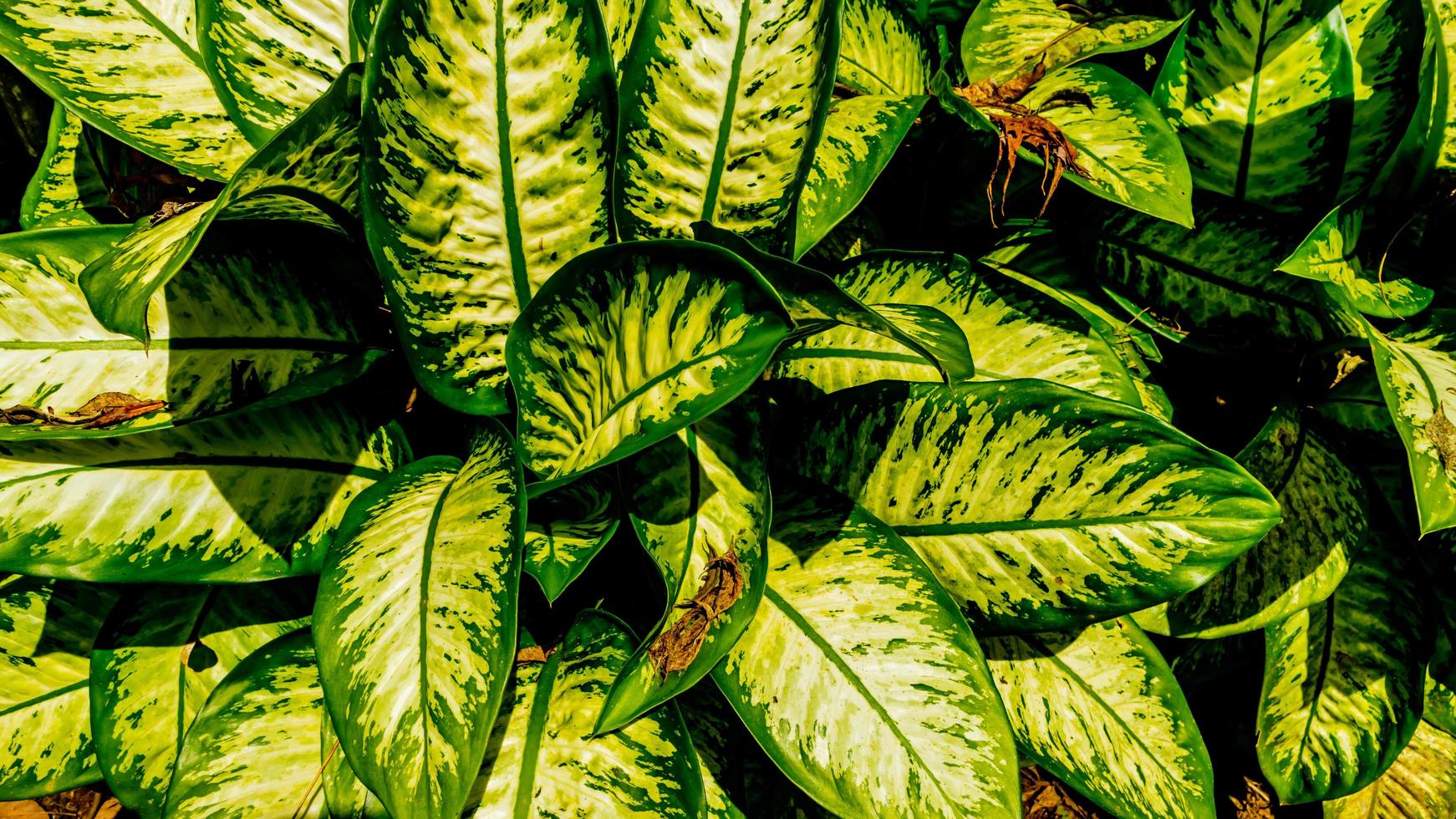 Dieffenbachia plant leaves in the background photo