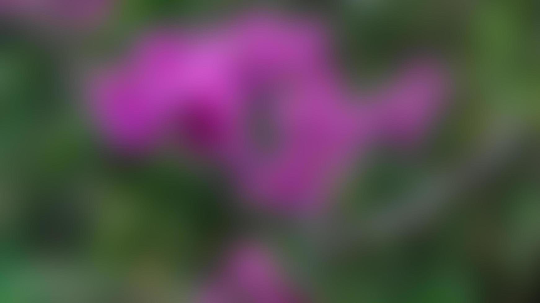 beautiful bougainvillea flowers on the background of green trees photo