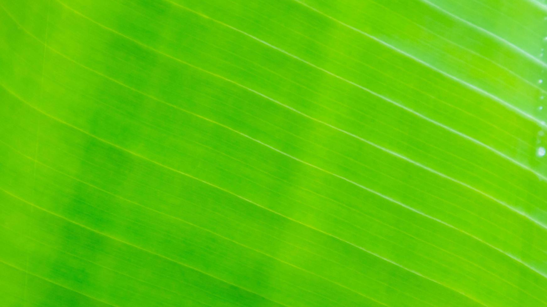 Banana leaf texture as a background photo