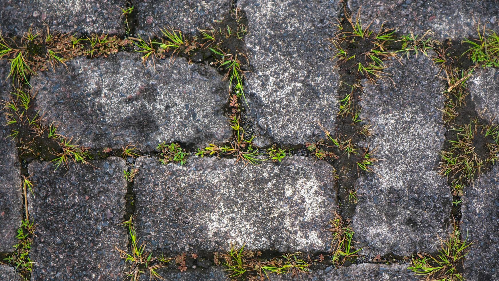 paving block texture with weeds in the gaps as background photo