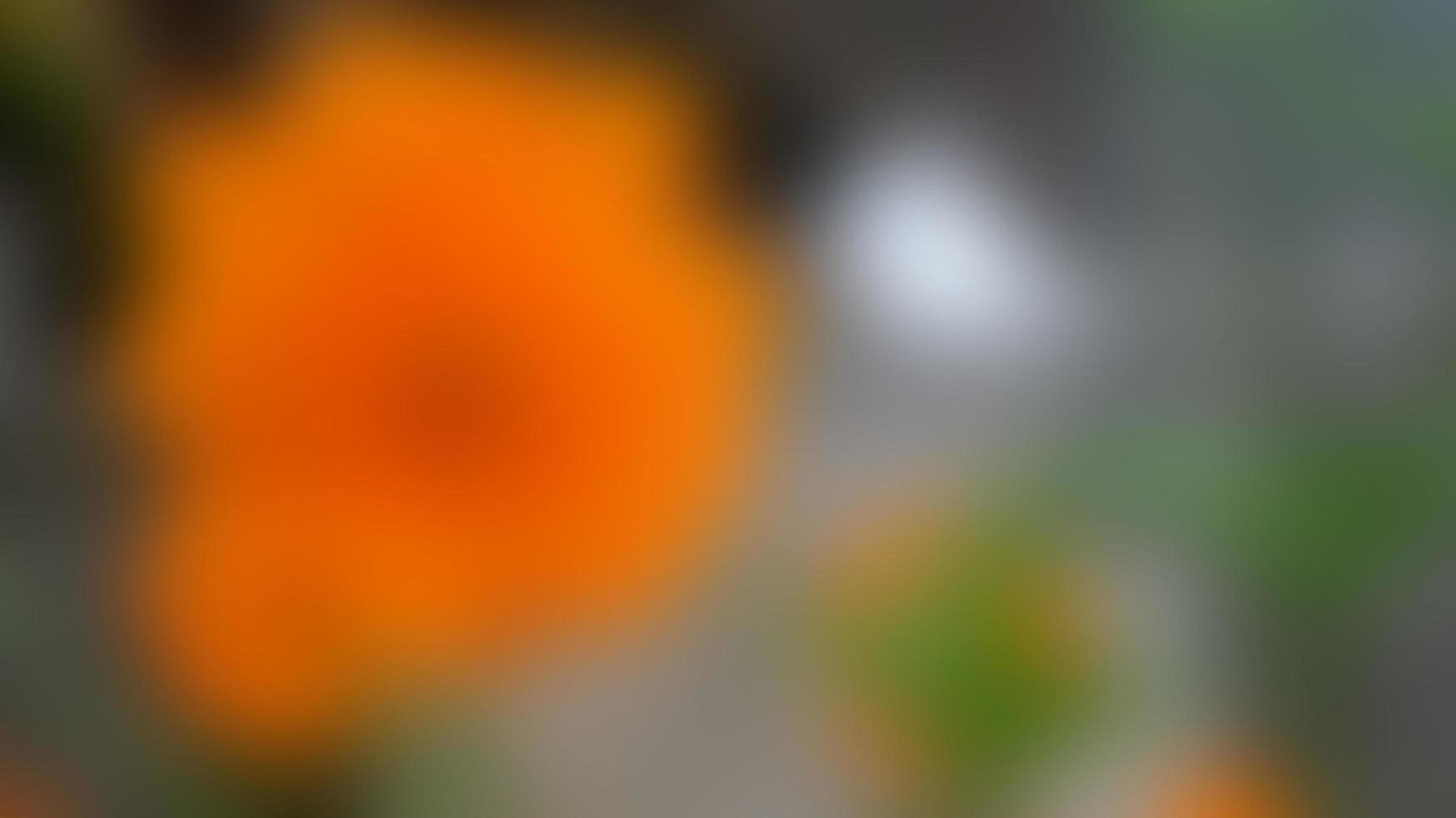 beautiful and amazing sulfur cosmos orange flower photo