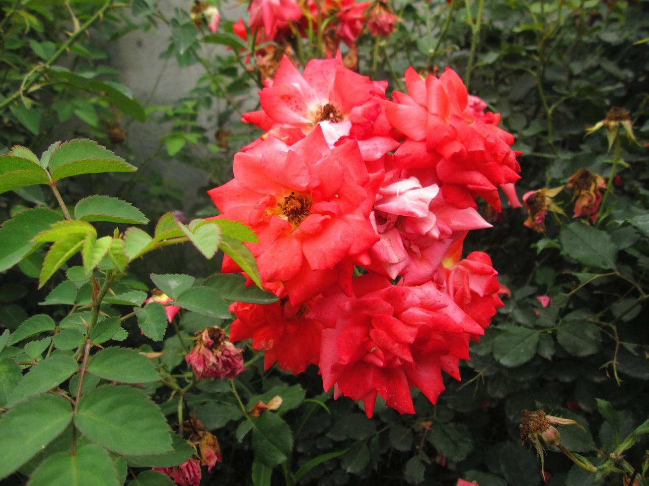 Closeup Shots Of Bright Colorful Flowers in Botanical Garden in Karachi Pakistan 2022 photo