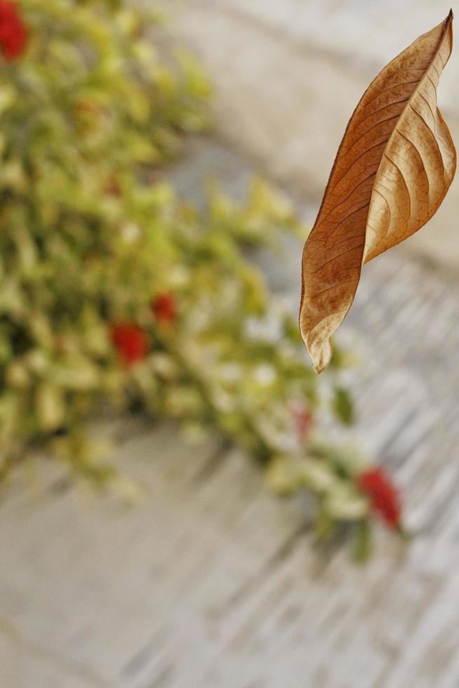 Dry Leaf Falling From Tree In Mid Air Shot In Karachi Pakistan 2022 photo