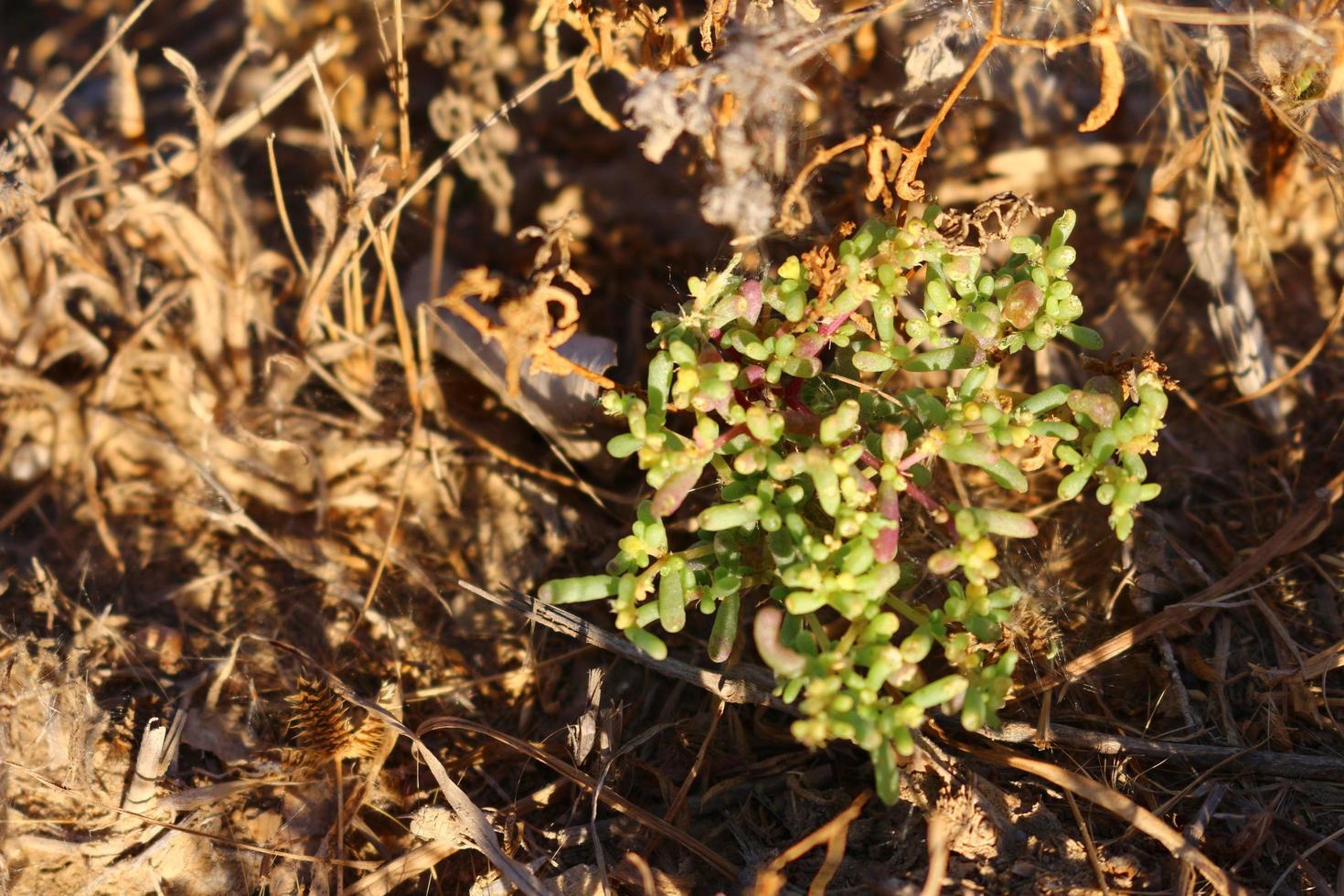 Closeup Of Bushes and Twigs In Garden Under Sunlight in Karachi Pakistan 2022 photo