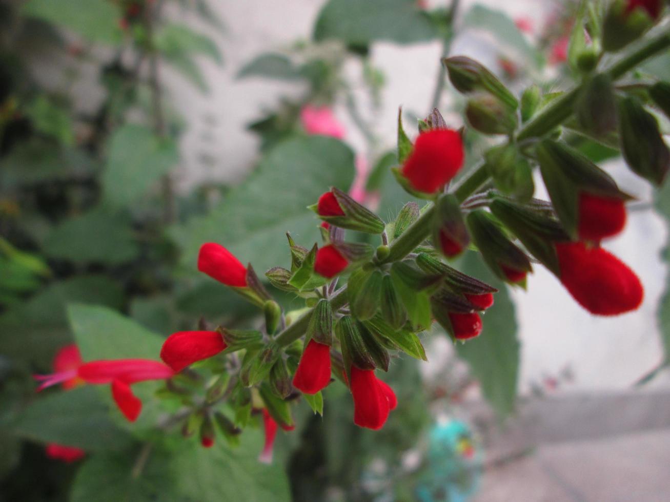Closeup Shots Of Bright Colorful Flowers in Botanical Garden in Karachi Pakistan 2022 photo