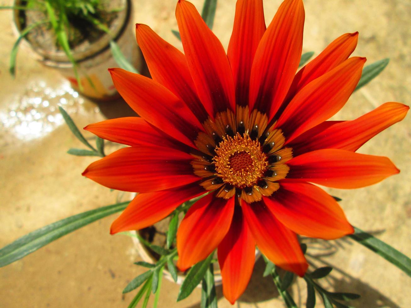 Closeup Shots Of Bright Colorful Flowers in Botanical Garden in Karachi Pakistan 2022 photo