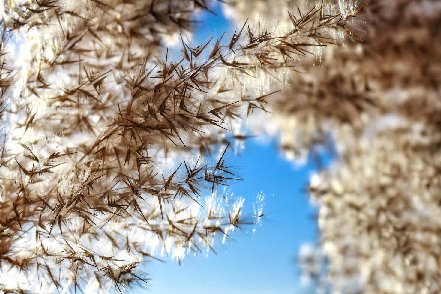 Plants With Sky Background and Sun Flares In Karachi Pakistan 2022 photo