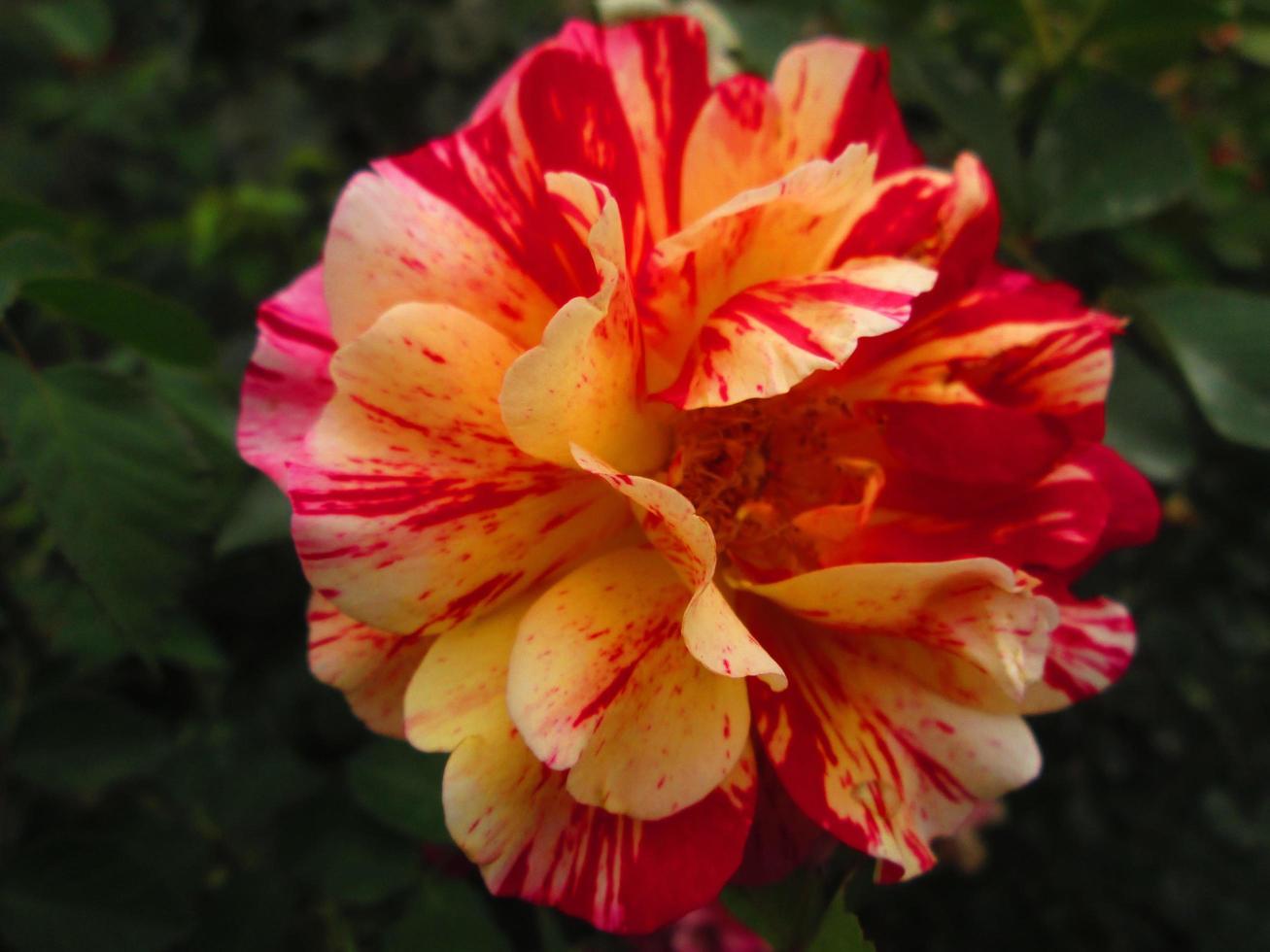 Closeup Shots Of Bright Colorful Flowers in Botanical Garden in Karachi Pakistan 2022 photo