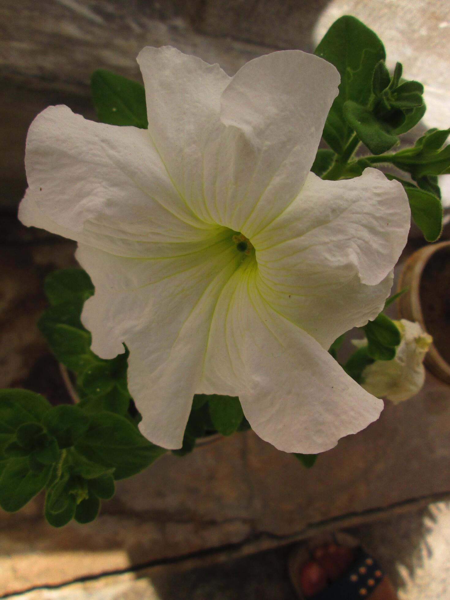 Closeup Shots Of Bright Colorful Flowers in Botanical Garden in Karachi