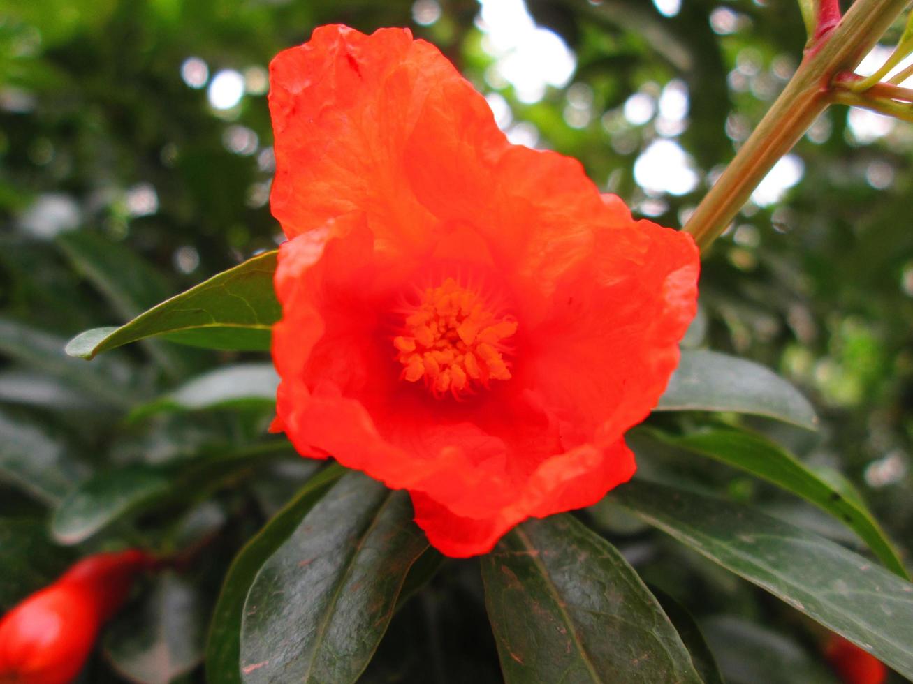 Closeup Shots Of Bright Colorful Flowers in Botanical Garden in Karachi Pakistan 2022 photo
