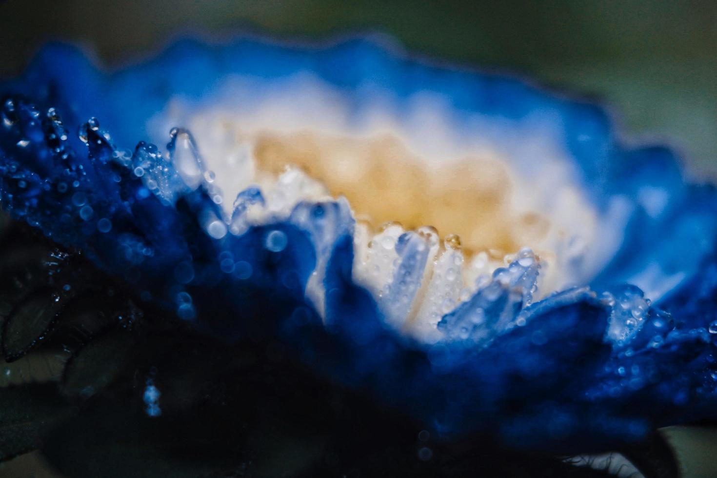 Closeup Of Dew Drops On Dark Blue Flowers in Karachi Pakistan 2022 photo