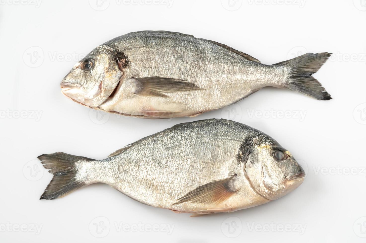 Fresh dorada fish photo