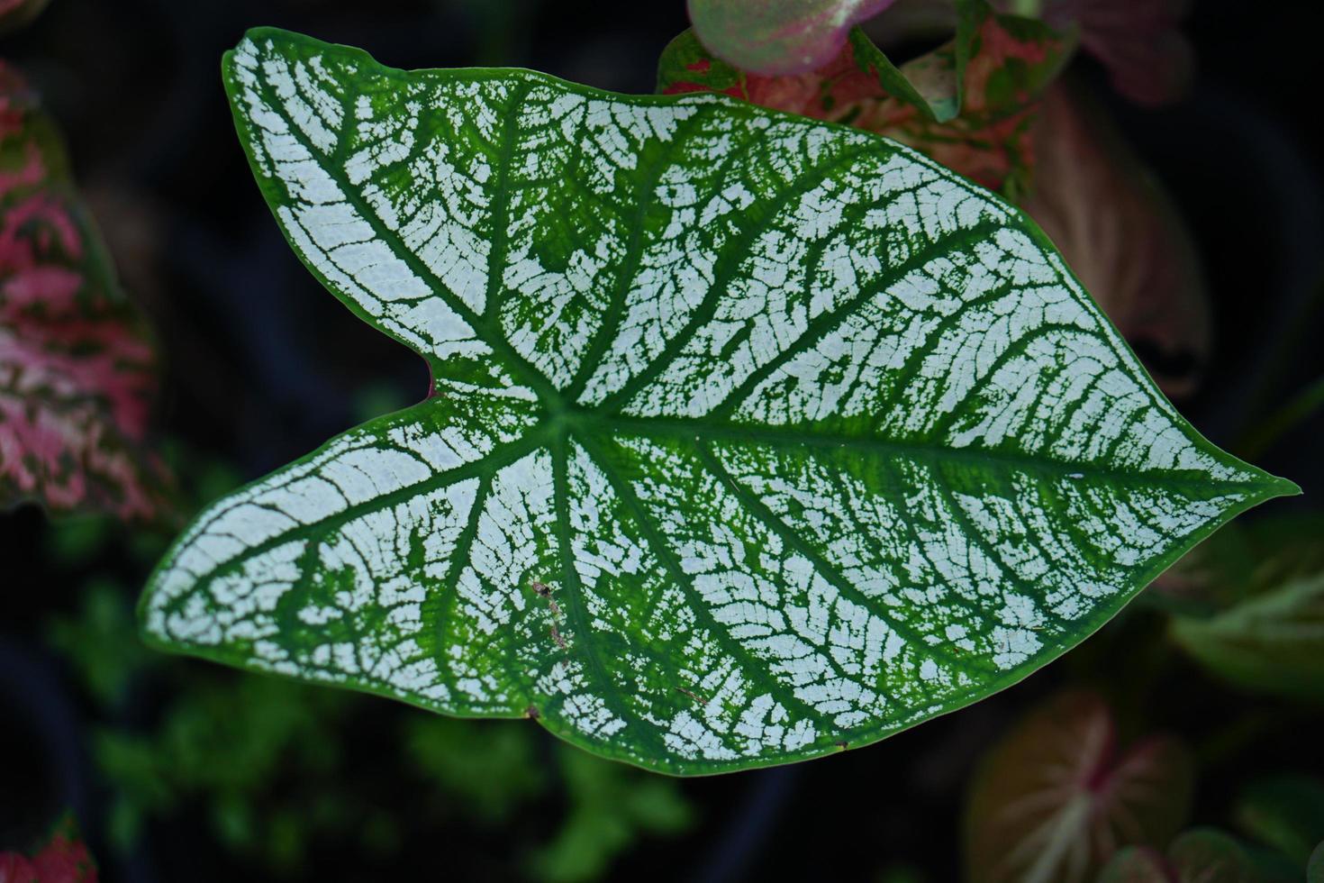 Beautiful Caladium bicolor colorful leaf in the garden. photo