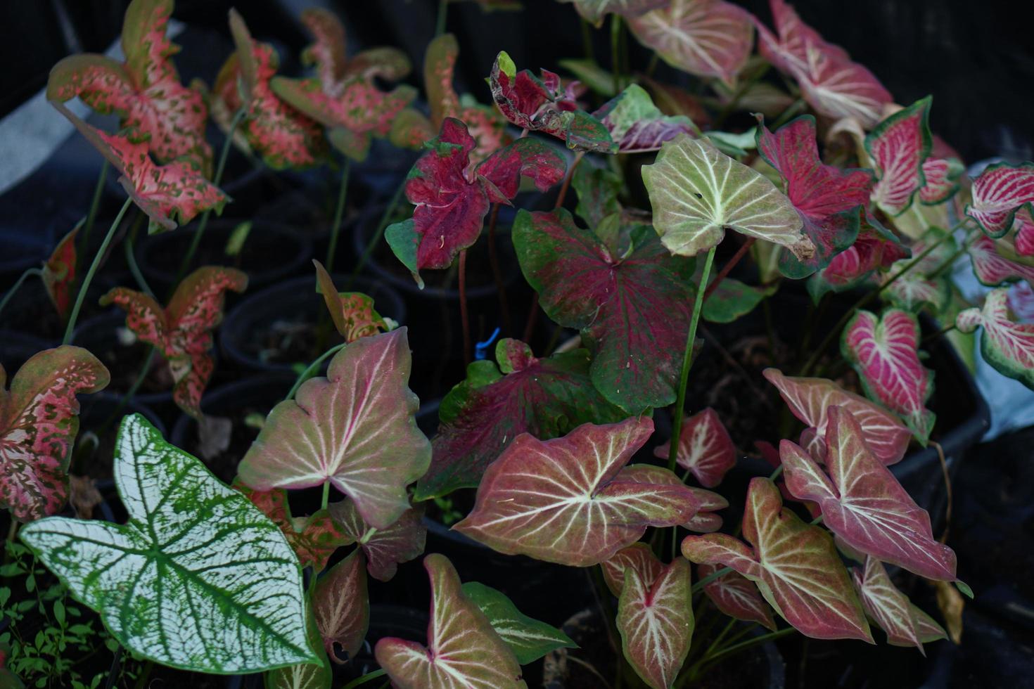 Beautiful Caladium bicolor colorful leaf in the garden. photo