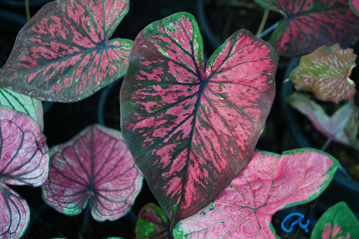 Beautiful Caladium bicolor colorful leaf in the garden. photo