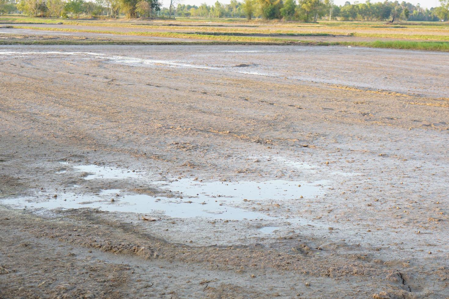 Land preparation for rice planting in Thailand photo