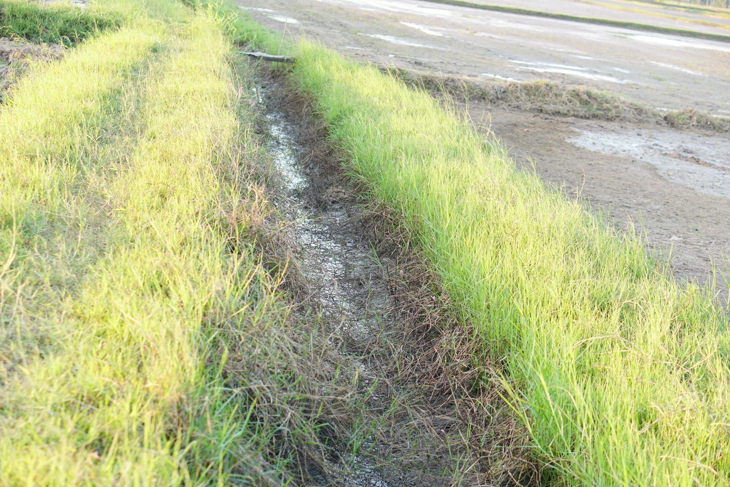 preparación de la tierra para la siembra de arroz en tailandia foto