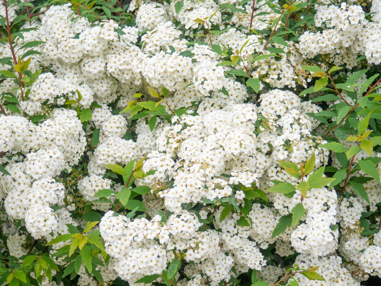 Shrub with white flowers. Spirea. Spring flowering. umbrella flowers photo