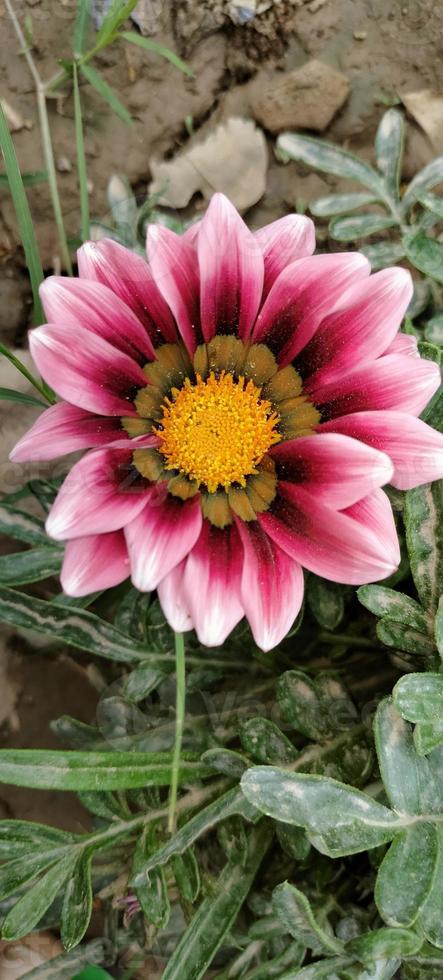 Colour of flowers photo
