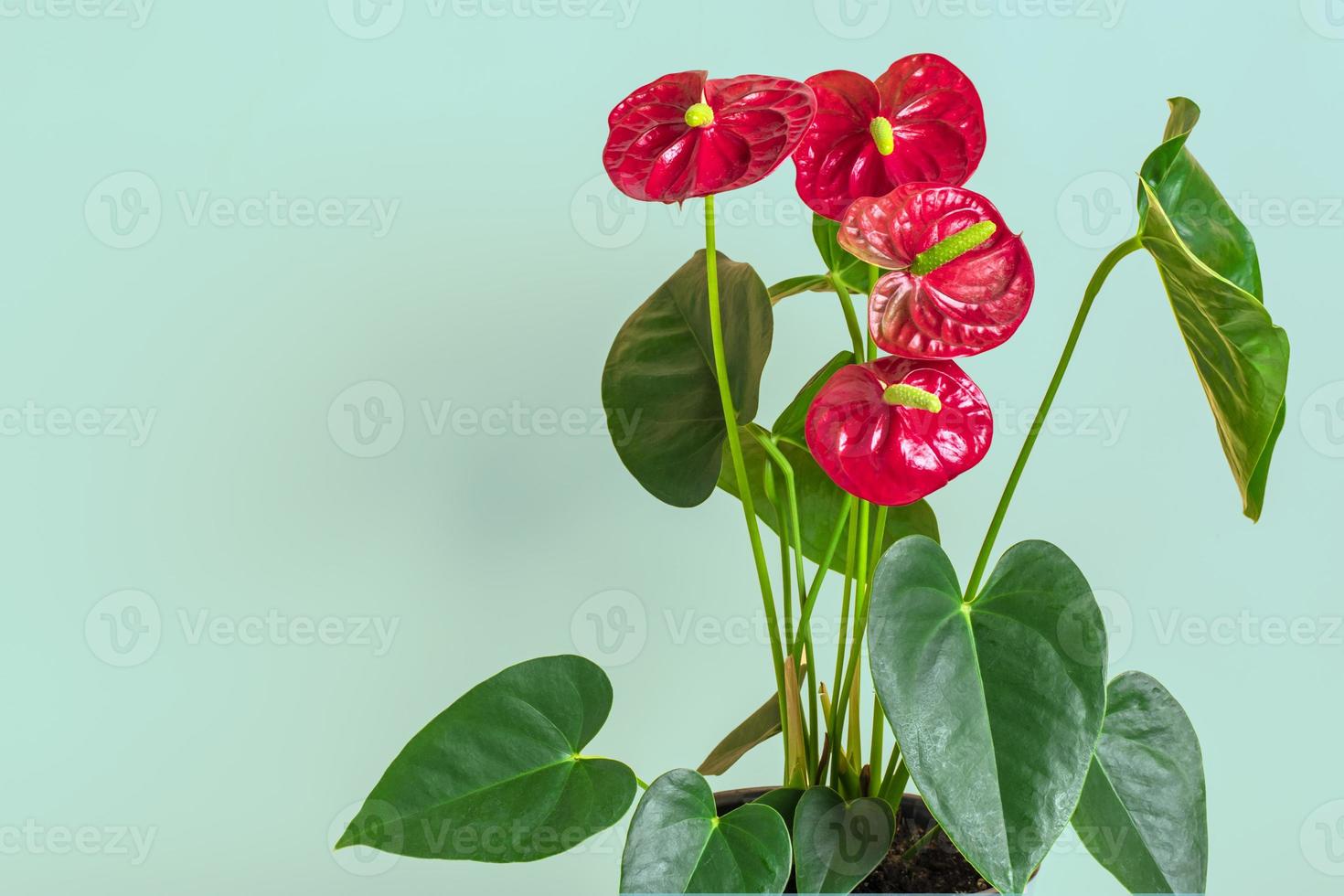 House plant Anthurium in white flowerpot isolated on green background Anthurium is heart - shaped flower Flamingo flowers or Anthurium andraeanum, Araceae or Arum symbolize hospitality photo