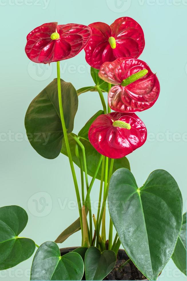 planta de casa anthurium en maceta blanca aislada sobre fondo verde anthurium es flor en forma de corazón flores de flamenco o anthurium andraeanum, araceae o arum simbolizan la hospitalidad foto