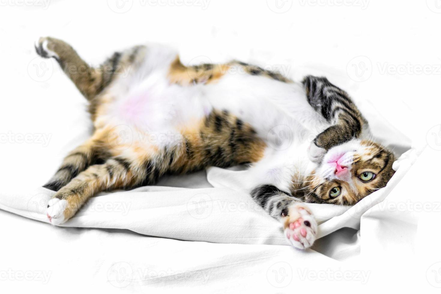 Small tricolor tabby kitten with yellow eyes lies on white sheet in bed Cute domestic pet resting in home photo