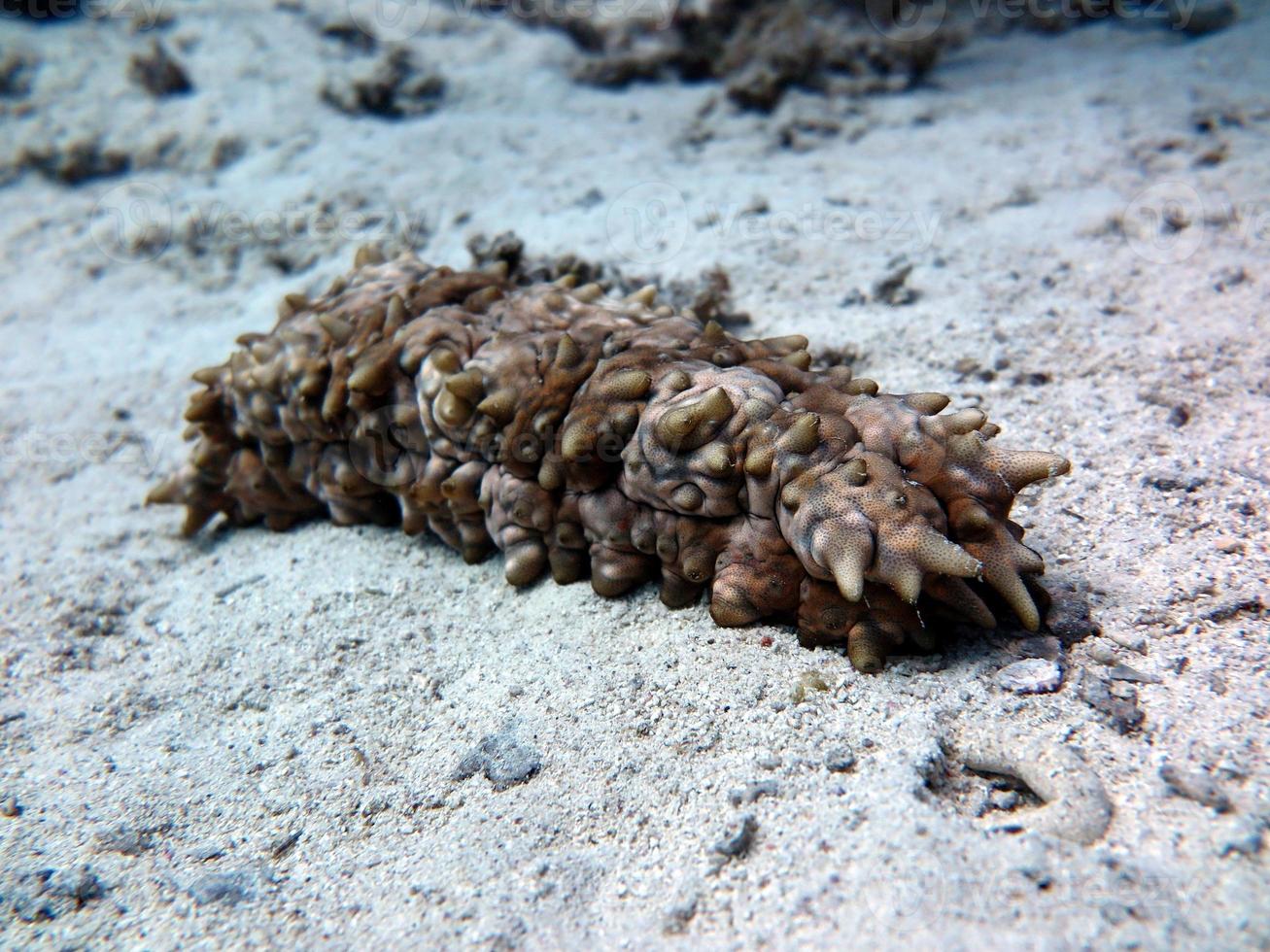 Sea cucumber from red sea photo