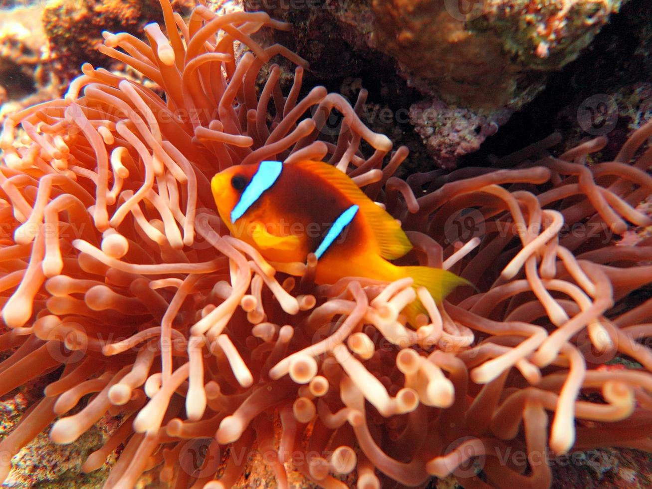 red sea clown fish photo