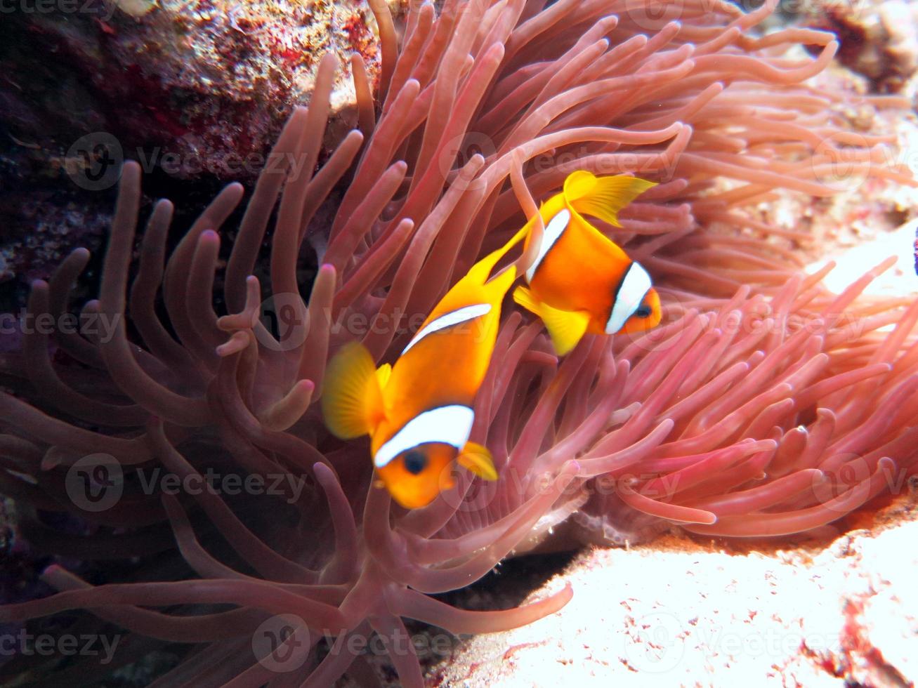 red sea clown fish photo