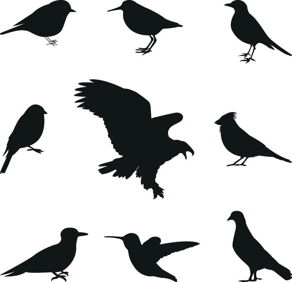 conjunto de vectores editables de siluetas de aves