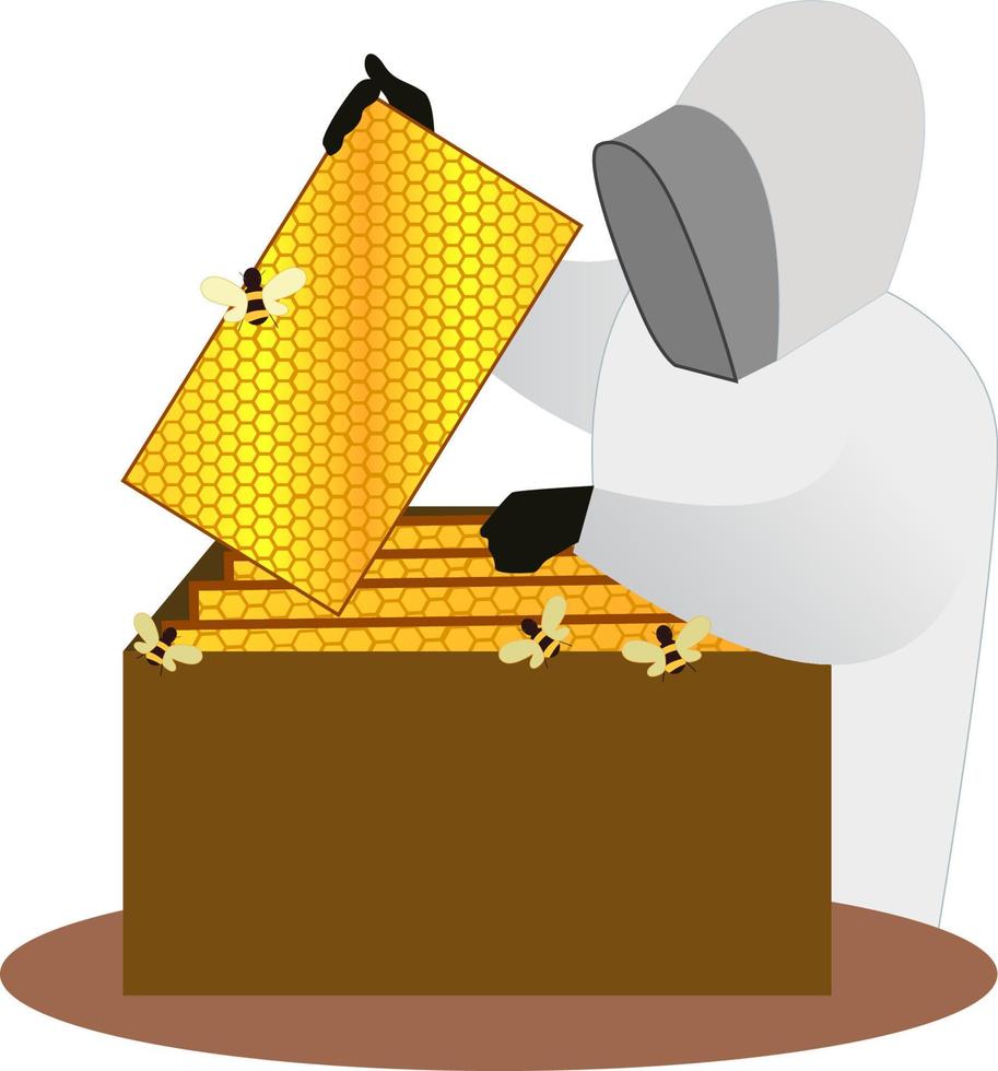 Harvesting Honey vector illustration, worker harvesting honey on an apiary. honey farm from bees, pick honeycombs from bee apiary, beekeeping. safety clothes for worker, the food and beverage industry