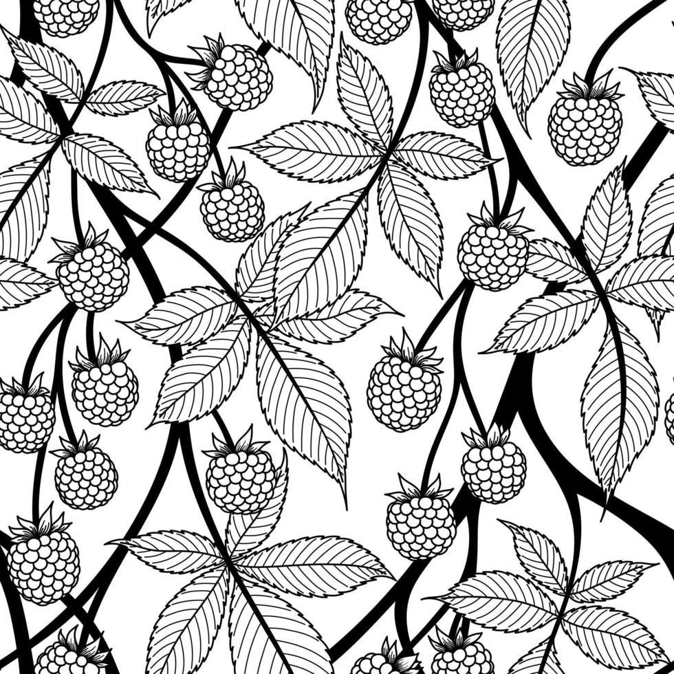 WHITE SEAMLESS VECTOR BACKGROUND WITH BLACK CONTOURED BLACKBERRY FRUITS