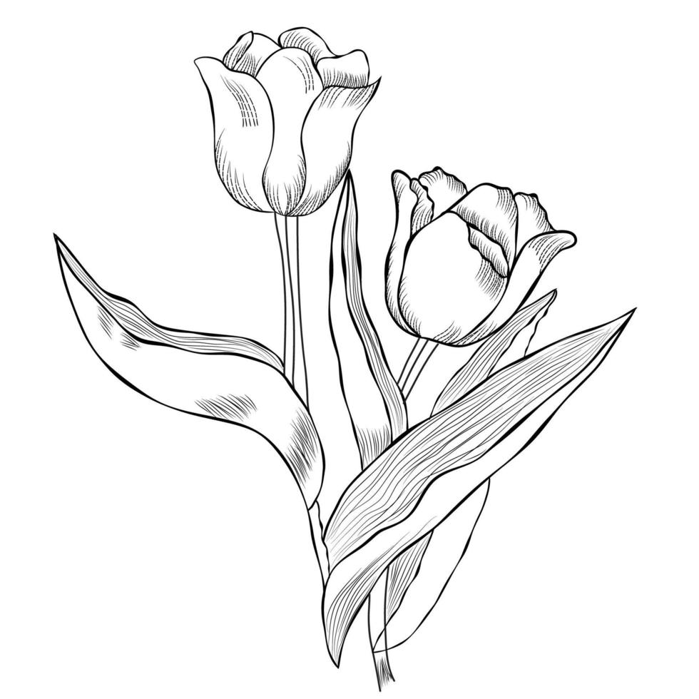 Hand drawn tulip line art drawing Images illustration collection vector