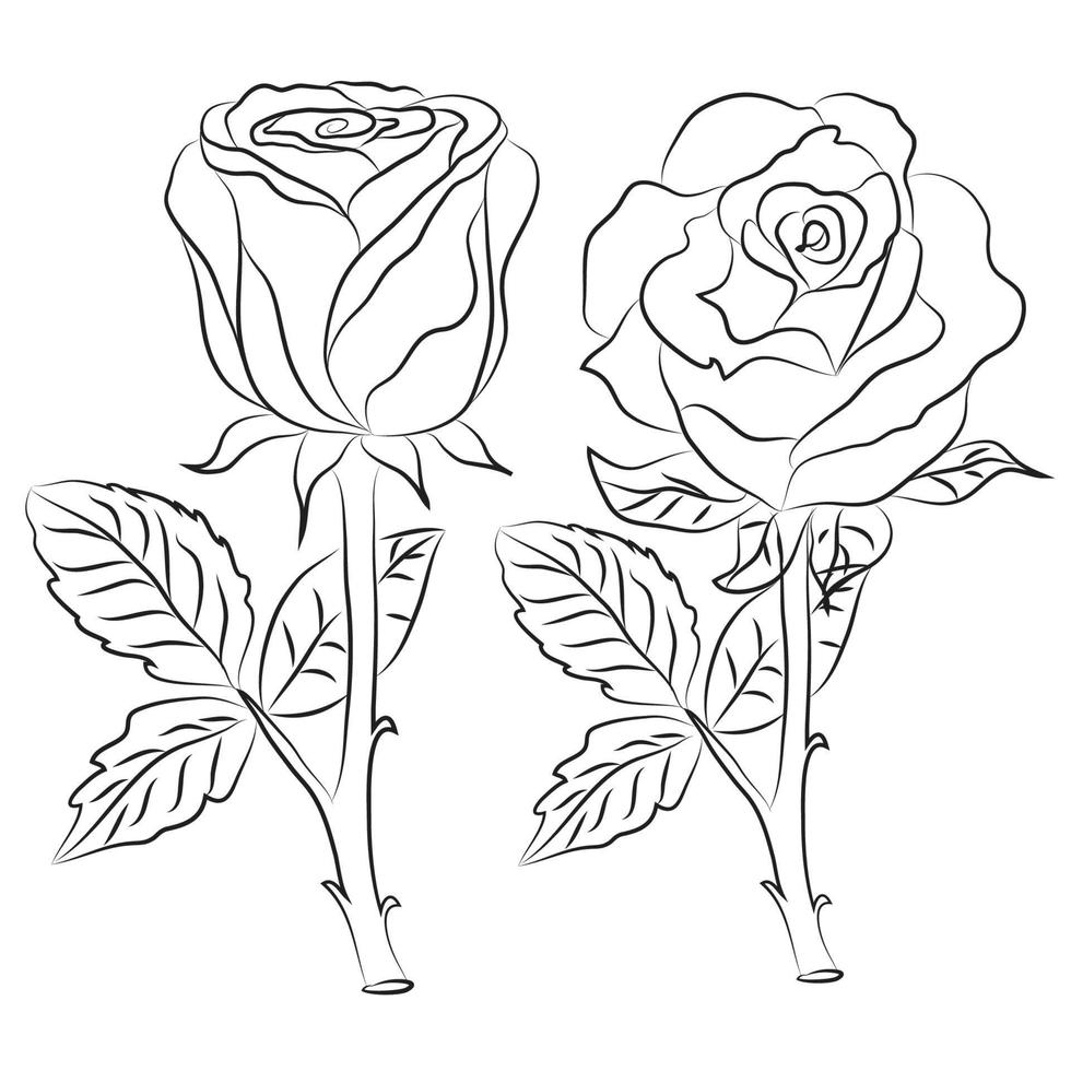 Hand drawn Rose line drawing Images illustration collectio vector